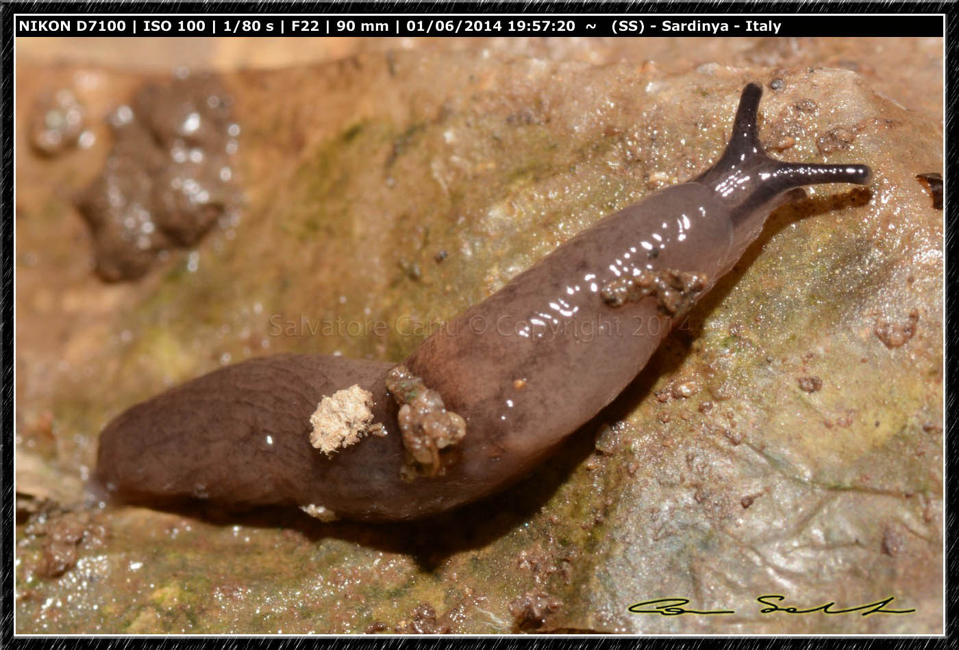 Ricerca Limax in Sardegna